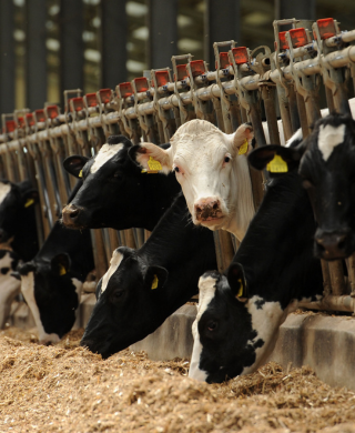 Cow looking towards farmer who we supply gas oil to